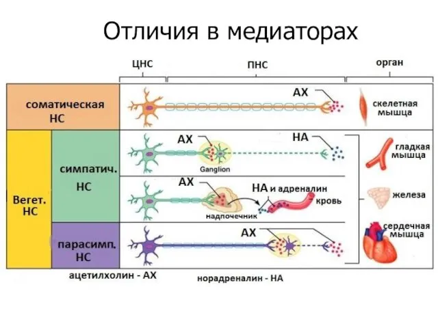 Отличия в медиаторах