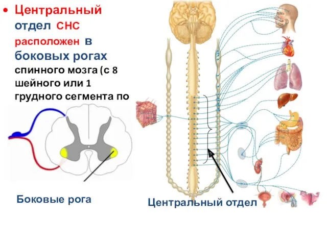 Центральный отдел СНС расположен в боковых рогах спинного мозга (с