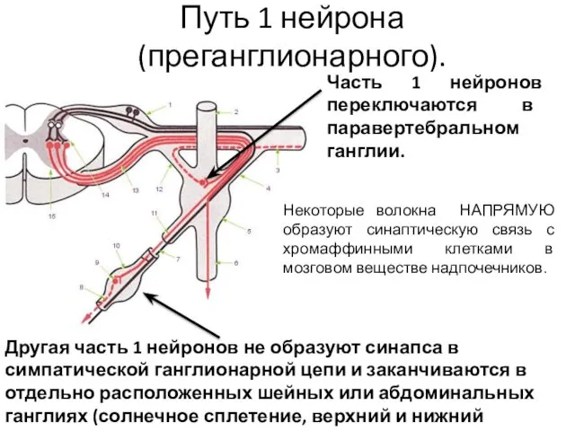 Путь 1 нейрона (преганглионарного). Часть 1 нейронов переключаются в паравертебральном