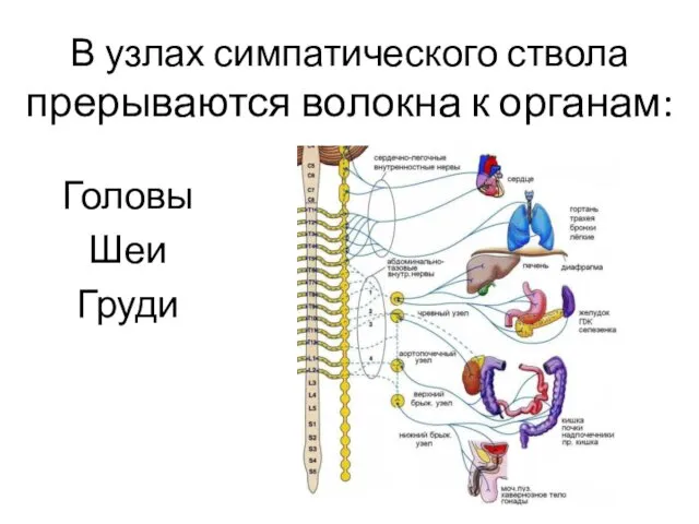 В узлах симпатического ствола прерываются волокна к органам: Головы Шеи Груди