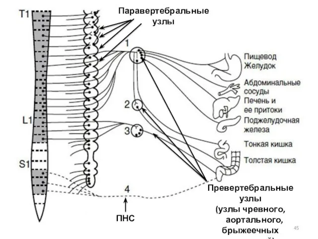 Паравертебральные узлы Превертебральные узлы (узлы чревного, аортального, брыжеечных сплетений) ПНС