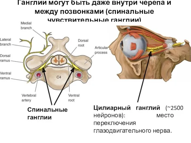 Ганглии могут быть даже внутри черепа и между позвонками (спинальные
