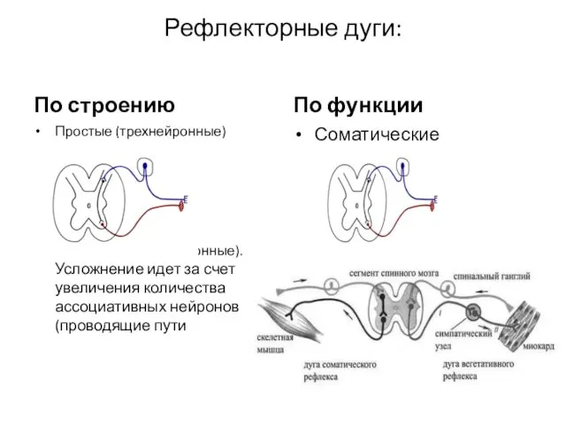 Рефлекторные дуги: По строению Простые (трехнейронные) Сложные (многонейронные). Усложнение идет