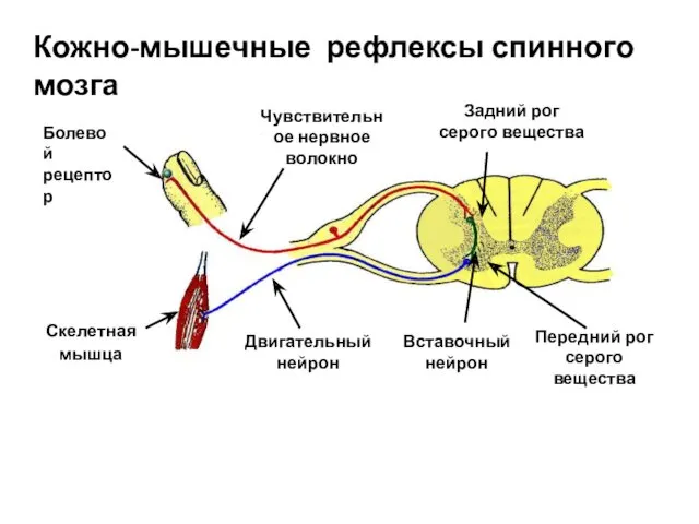 Кожно-мышечные рефлексы спинного мозга Болевой рецептор Чувствительное нервное волокно Задний