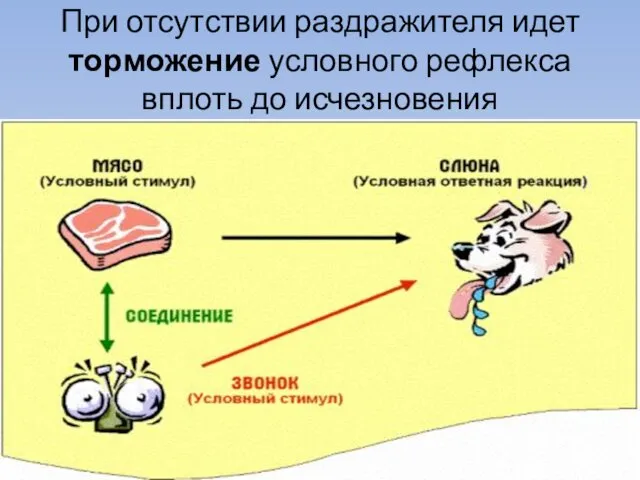 При отсутствии раздражителя идет торможение условного рефлекса вплоть до исчезновения