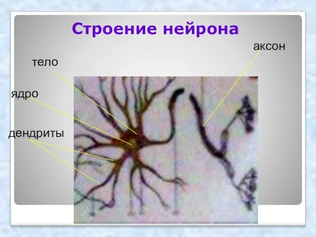 Строение нейрона ядро тело аксон дендриты