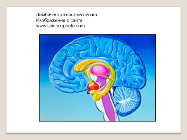 Лимбическая система мозга. Изображение с сайта www.sciencephoto.com.