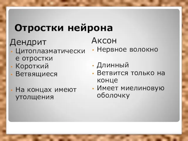 Отростки нейрона Дендрит Цитоплазматические отростки Короткий Ветвящиеся На концах имеют утолщения Аксон Нервное