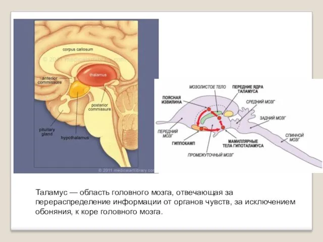 Таламус — область головного мозга, отвечающая за перераспределение информации от