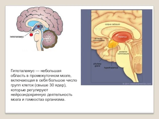 Гипоталамус — небольшая область в промежуточном мозге, включающая в себя большое число групп