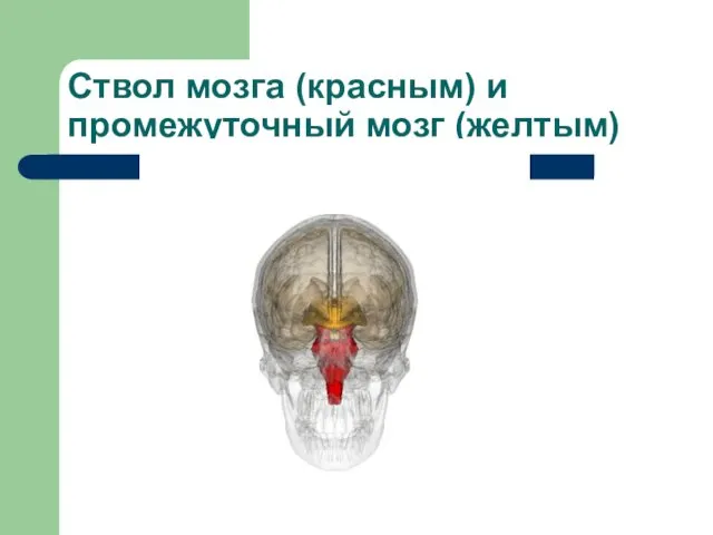 Ствол мозга (красным) и промежуточный мозг (желтым)