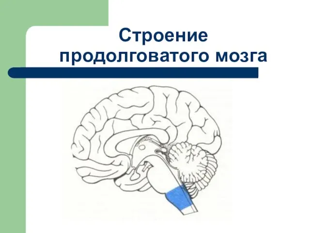 Строение продолговатого мозга