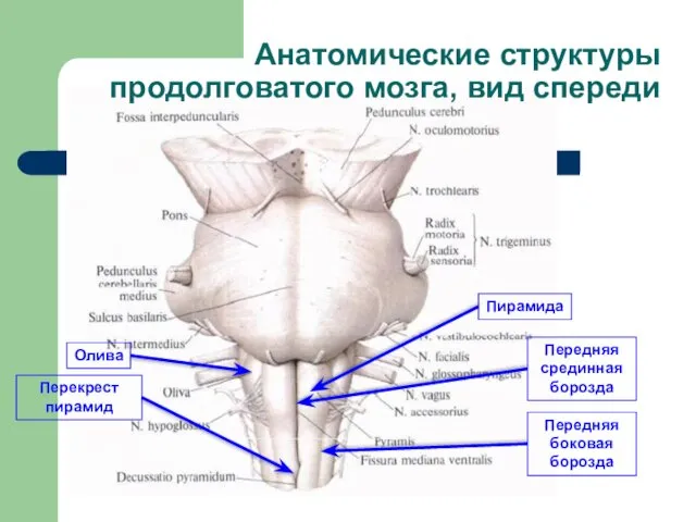 К стволу мозга относятся: Анатомические структуры продолговатого мозга, вид спереди