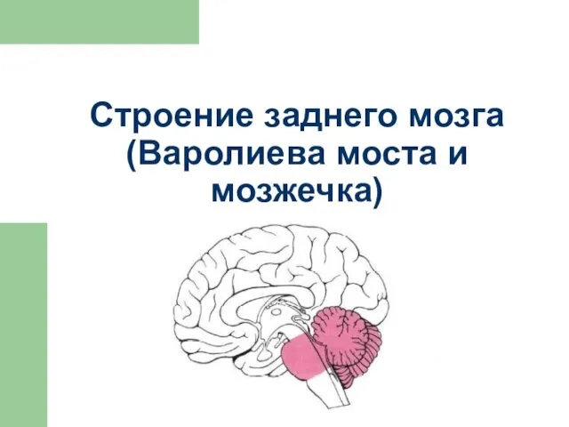 Строение заднего мозга (Варолиева моста и мозжечка)
