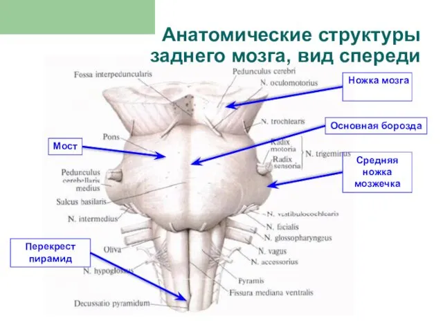 К стволу мозга относятся: Анатомические структуры заднего мозга, вид спереди