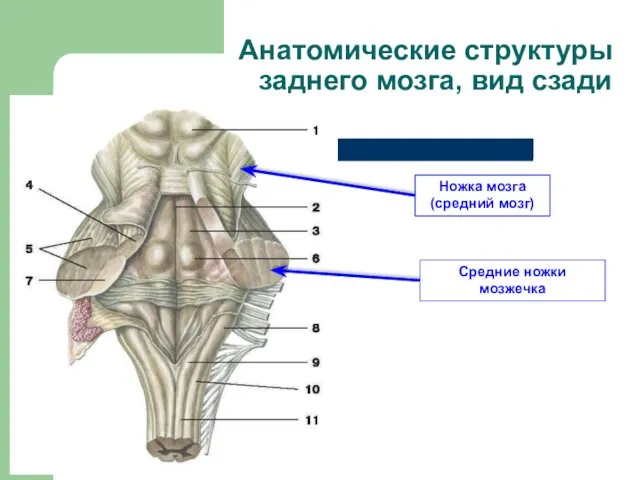 Средние ножки мозжечка Ножка мозга (средний мозг) Анатомические структуры заднего мозга, вид сзади