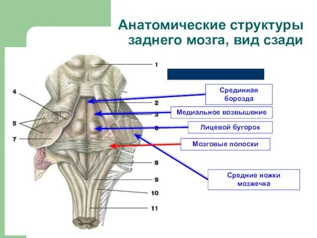 Средние ножки мозжечка Срединная борозда Анатомические структуры заднего мозга, вид