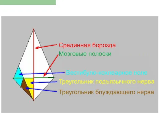 Вестибуло-кохлеарное поле Треугольник подъязычного нерва Треугольник блуждающего нерва Мозговые полоски Срединная борозда