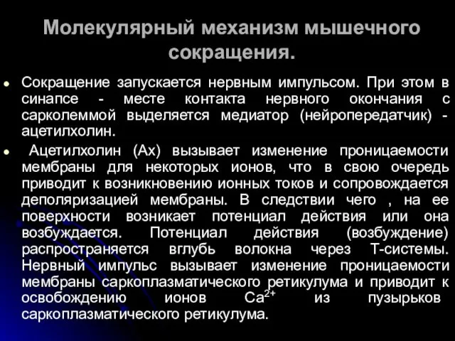 Молекулярный механизм мышечного сокращения. Сокращение запускается нервным импульсом. При этом