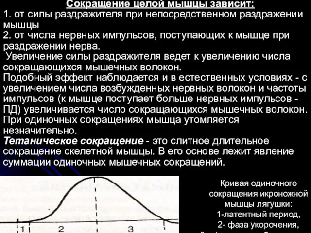 Сокращение целой мышцы зависит: 1. от силы раздражителя при непосредственном