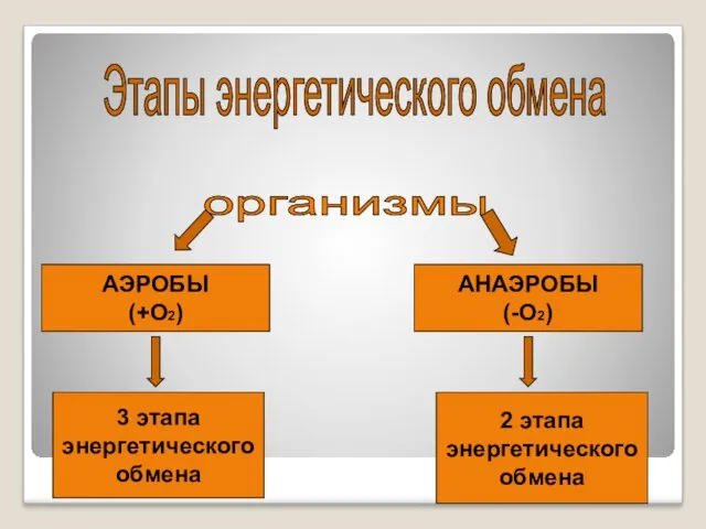 Этапы энергетического обмена организмы АЭРОБЫ (+О2) АНАЭРОБЫ (-О2) 3 этапа энергетического обмена 2 этапа энергетического обмена