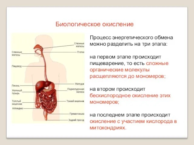 Процесс энергетического обмена можно разделить на три этапа: на первом