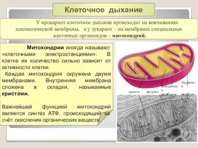 У прокариот клеточное дыхание происходит на впячиваниях плазматической мембраны, а