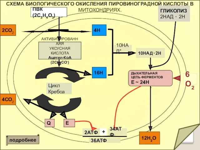 СХЕМА БИОЛОГИЧЕСКОГО ОКИСЛЕНИЯ ПИРОВИНОГРАДНОЙ КИСЛОТЫ В МИТОХОНДРИЯХ. ПВК(2С3Н4О3) 2СО2 АКТИВИЗИРОВАННАЯЯ