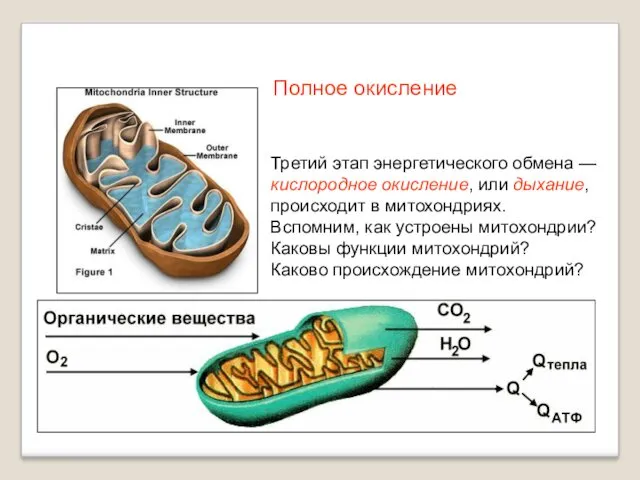 Третий этап энергетического обмена — кислородное окисление, или дыхание, происходит