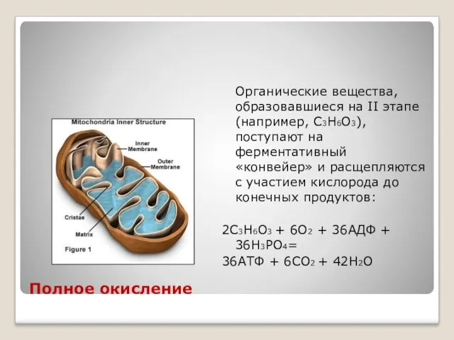 Полное окисление Органические вещества, образовавшиеся на II этапе (например, С3Н6О3),