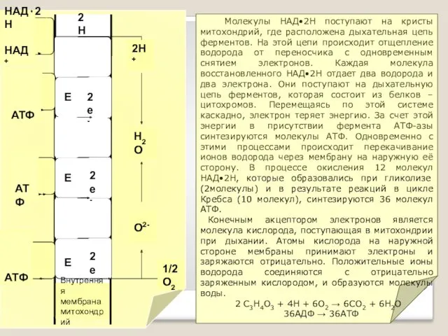 Молекулы НАД•2Н поступают на кристы митохондрий, где расположена дыхательная цепь