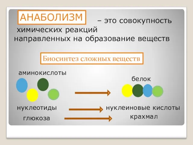 – это совокупность химических реакций направленных на образование веществ Биосинтез