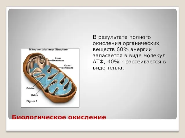 Биологическое окисление В результате полного окисления органических веществ 60% энергии