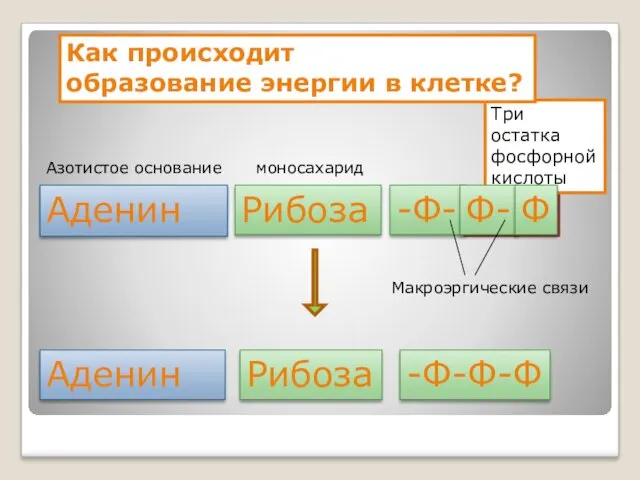 40 кДж 40 кДж Три остатка фосфорной кислоты Аденин Рибоза