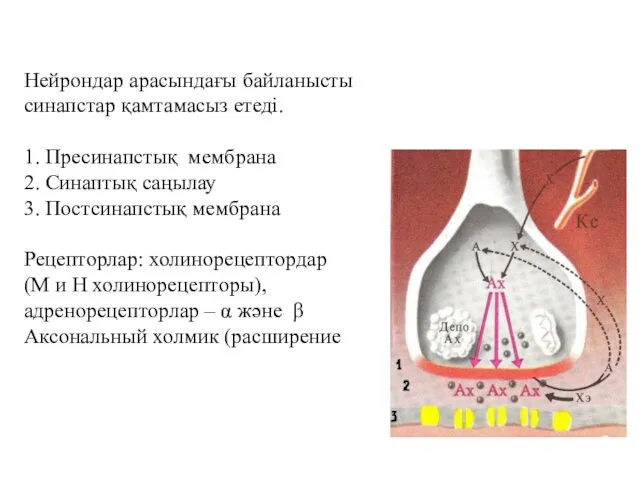 Нейрондар арасындағы байланысты синапстар қамтамасыз етеді. 1. Пресинапстық мембрана 2.