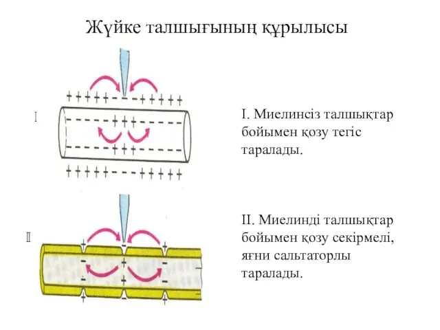 Жүйке талшығының құрылысы I. Миелинсіз талшықтар бойымен қозу тегіс таралады.