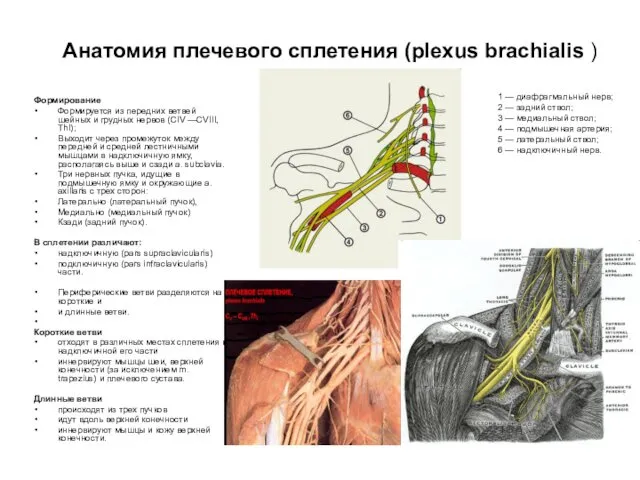 Анатомия плечевого сплетения (plexus brachialis ) Формирование Формируется из передних ветвей шейных и