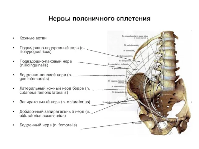 Нервы поясничного сплетения Кожные ветви Подвздошно-подчревный нерв (n. iliohypogastricus) Подвздошно-паховый нерв (n.ilioinguinalis) Бедренно-половой