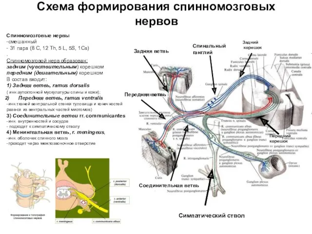 Схема формирования спинномозговых нервов Спинномозговые нервы -смешанный - 31 пара (8 C, 12
