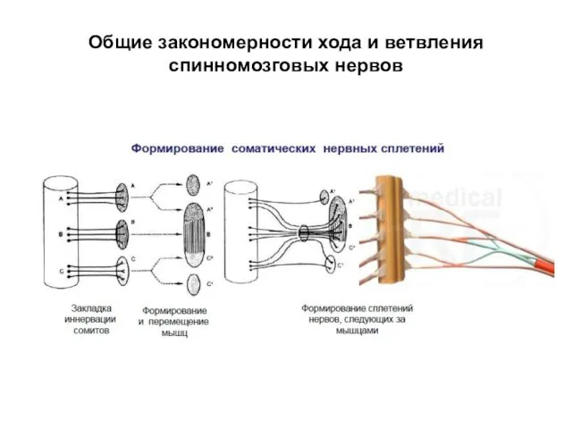 Общие закономерности хода и ветвления спинномозговых нервов