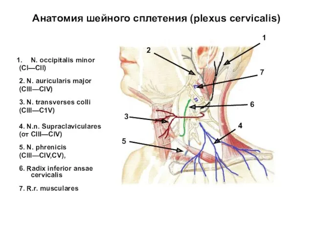 Анатомия шейного сплетения (plexus cervicalis) N. occipitalis minor (СI—СII) 2. N. auricularis major