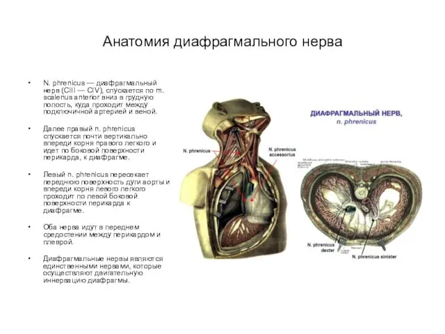 Анатомия диафрагмального нерва N. phrenicus — диафрагмальный нерв (СIII — CIV), спускается по