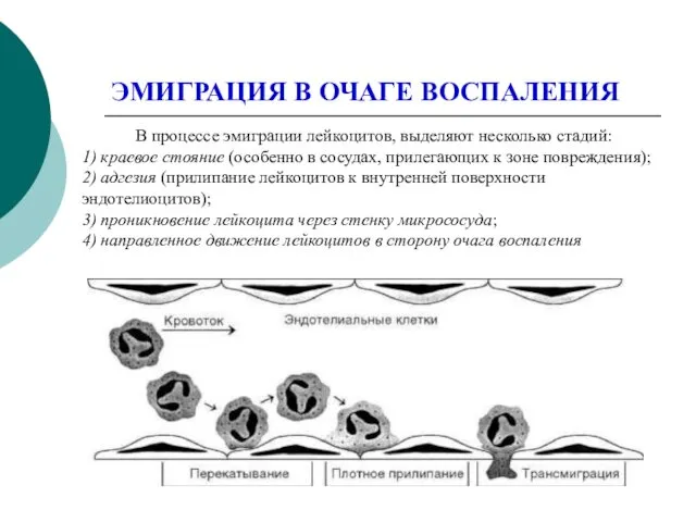 ЭМИГРАЦИЯ В ОЧАГЕ ВОСПАЛЕНИЯ В процессе эмиграции лейкоцитов, выделяют несколько