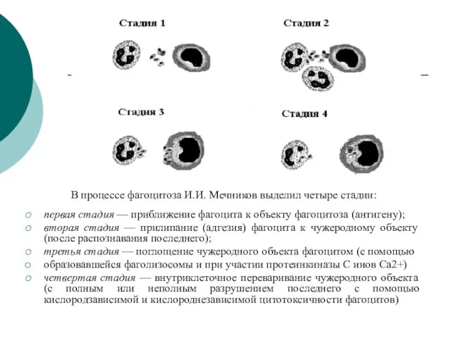 В процессе фагоцитоза И.И. Мечников выделил четыре стадии: первая стадия