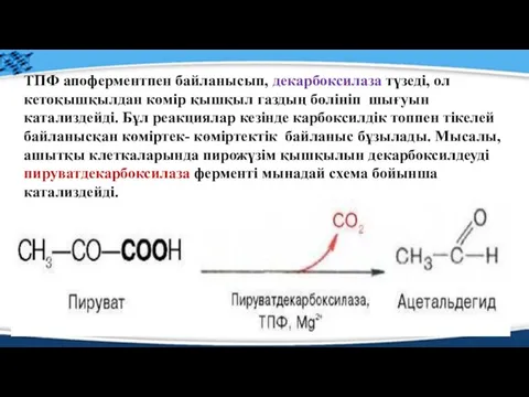 ТПФ апоферментпен байланысып, декарбоксилаза түзеді, ол кетоқышқылдан көмір қышқыл газдың бөлініп шығуын катализдейді.