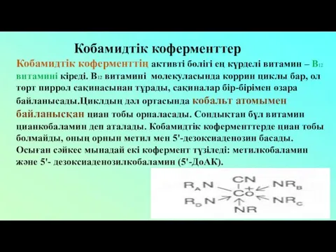 Кобамидтік коферменттің активті бөлігі ең күрделі витамин – В12 витамині кіреді. В12 витамині