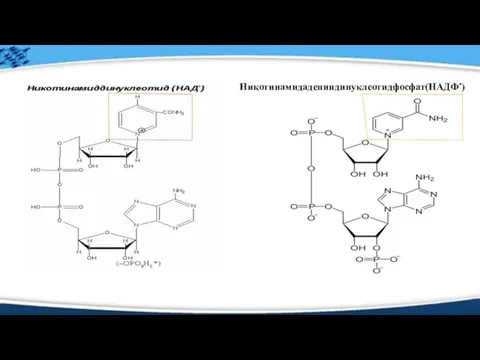 Никотинамидадениндинуклеотидфосфат(НАДФ⁺)