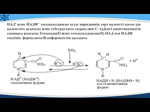 НАД⁺ және НАДФ⁺ тотықсызданған кезде пиридиннің төрт валентті азоты үш валенттіге ауысады және