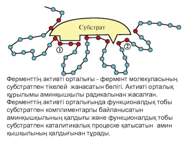 Ферменттің активті орталығы - фермент молекуласының субстратпен тiкелей жанасатын бөлiгi.