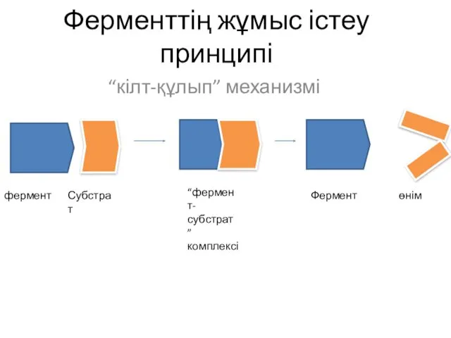 Ферменттің жұмыс істеу принципі “кілт-құлып” механизмі фермент Субстрат “фермент-субстрат ” комплексі Фермент өнім